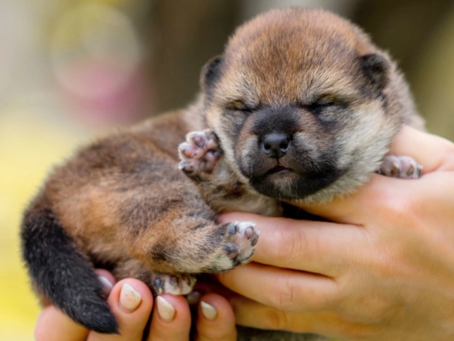 Shiba Inu Welpe kaufen