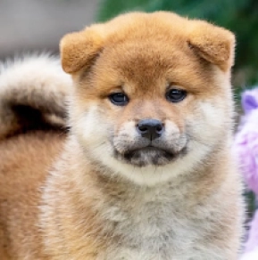 Perros Shiba Inu en venta