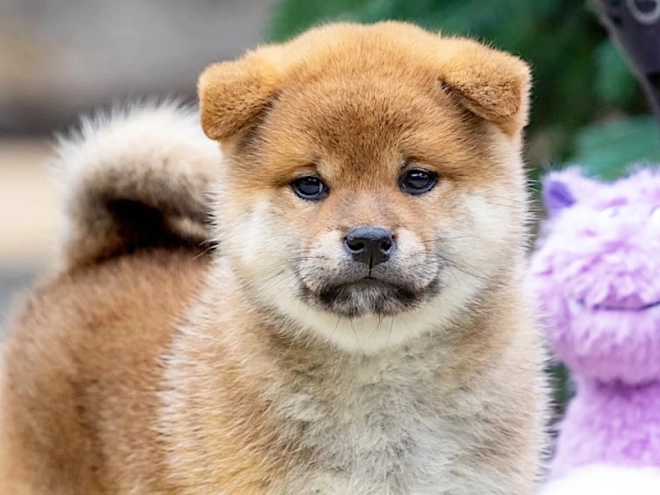 Shiba Inu Welpe kaufen