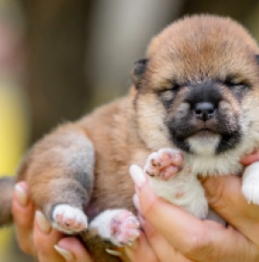 Shiba Inu puppy for sale