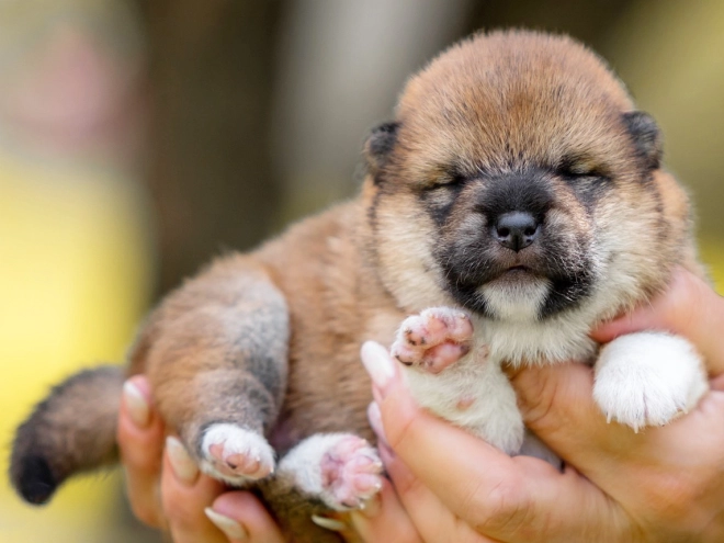 Shiba Inu Welpe kaufen