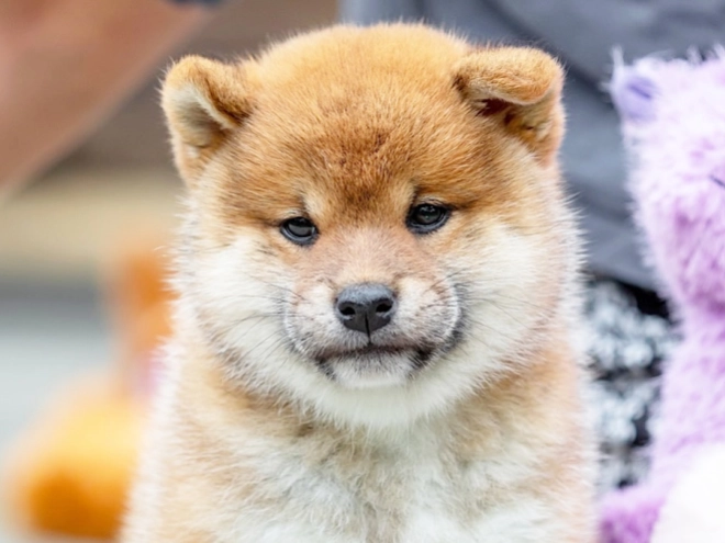 Shiba Inu Welpe kaufen