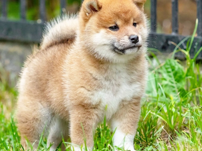 Shiba Inu Welpe kaufen