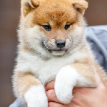 Hana, red Shiba Inu en venta