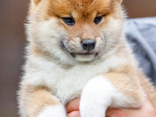 Shiba Inu Welpe kaufen