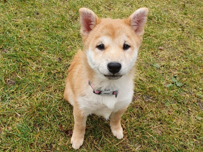 Shiba Inu puppy for sale