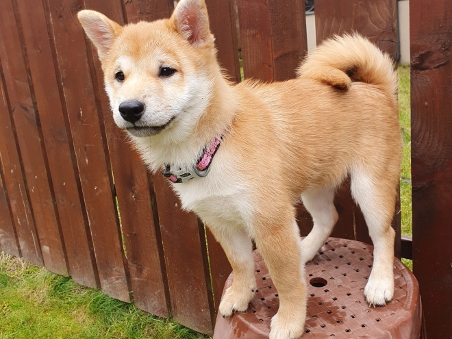 Shiba Inu puppy for sale
