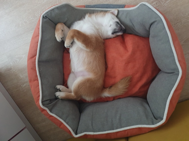 Shiba Inu puppy for sale