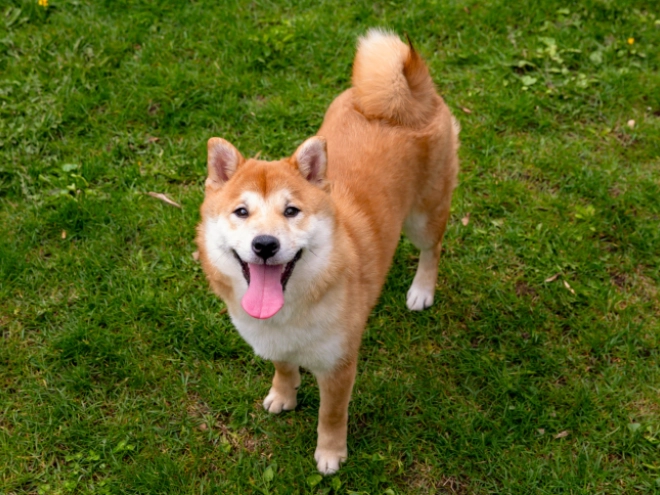 Shiba Inu puppy for sale