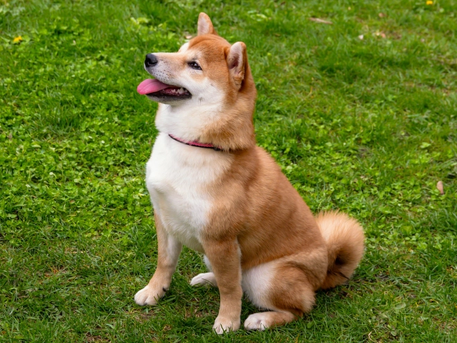 Shiba Inu puppy for sale