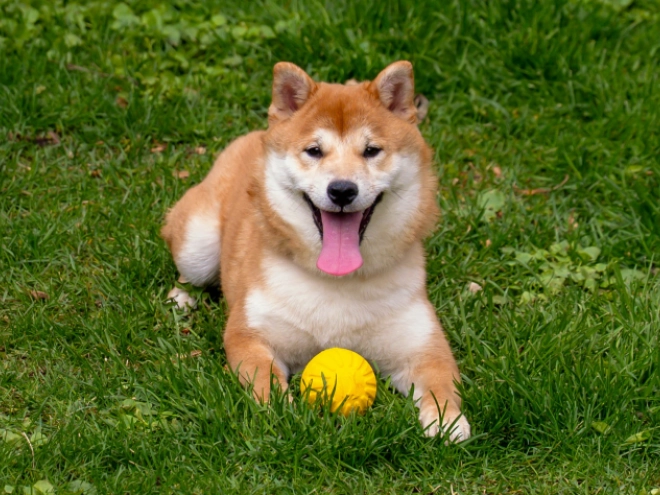 Shiba Inu puppy for sale