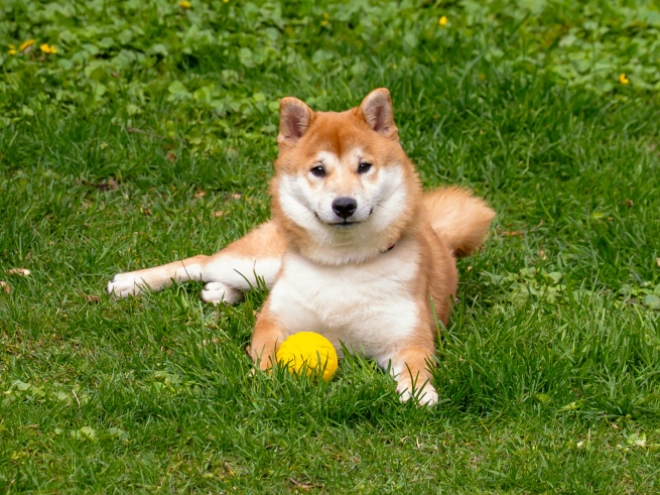 Shiba Inu puppy for sale