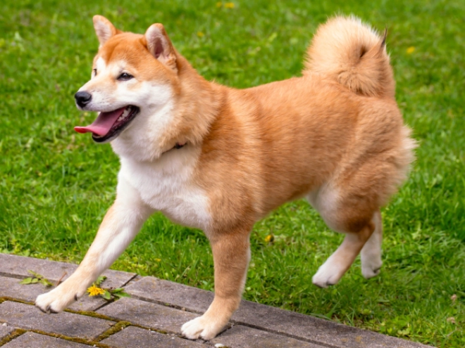 Shiba Inu puppy for sale