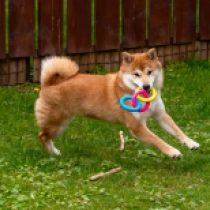 Akane, red Shiba Inu en venta