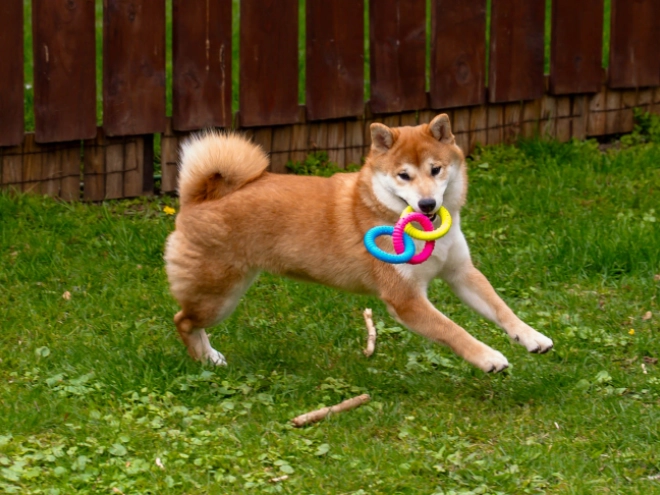 Shiba Inu puppy for sale