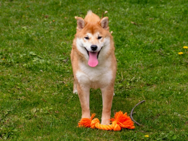 Shiba Inu puppy for sale
