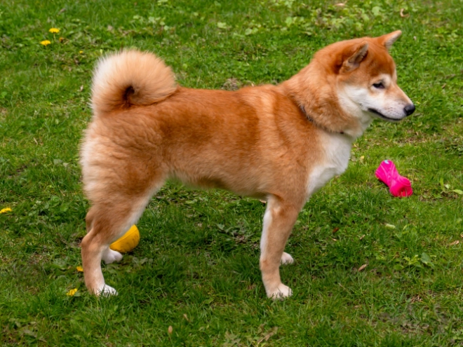 Shiba Inu puppy for sale