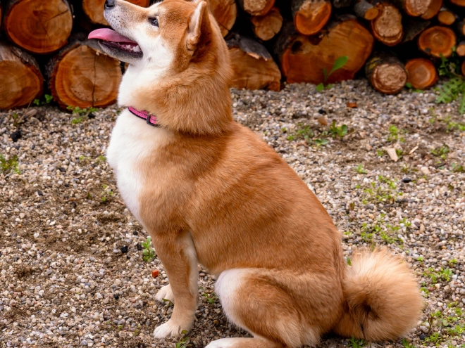 Shiba Inu puppy for sale