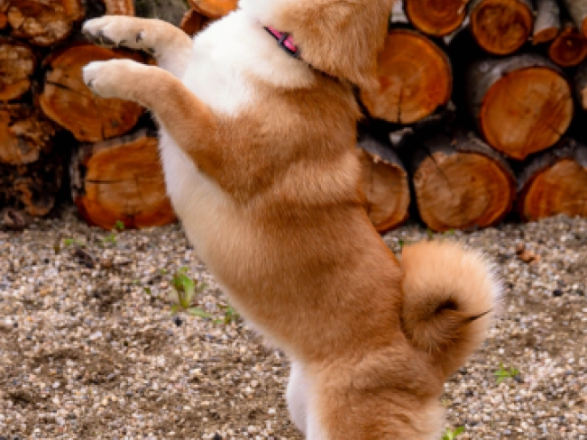 Shiba Inu puppy for sale