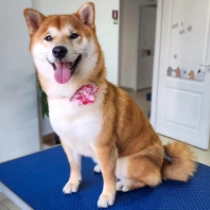 Akane, red Shiba Inu for sale