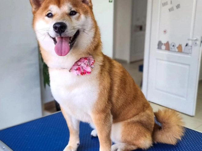 Shiba Inu puppy for sale