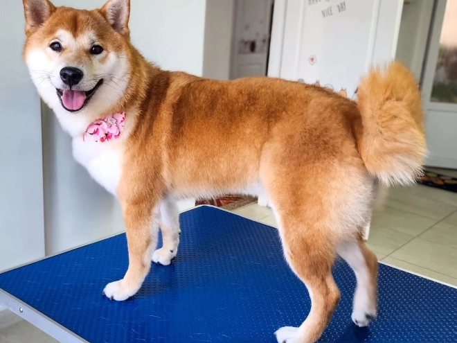 Shiba Inu puppy for sale