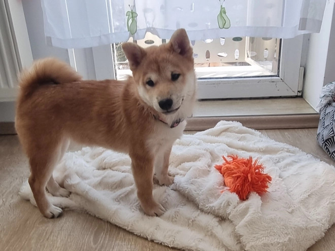 Shiba Inu puppy for sale