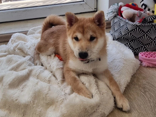 Shiba Inu puppy for sale