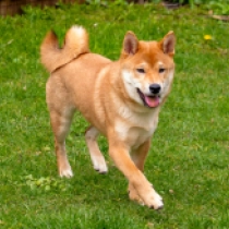 Kenzo, red Shiba Inu en venta