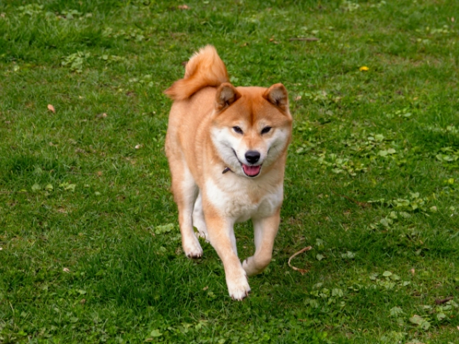 Shiba Inu puppy for sale