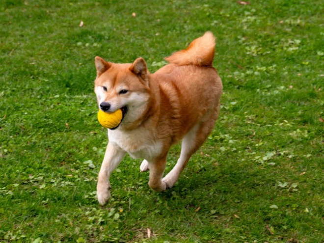 Shiba Inu puppy for sale