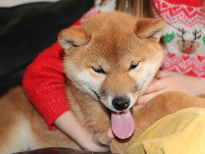 Shiba Inu puppy for sale