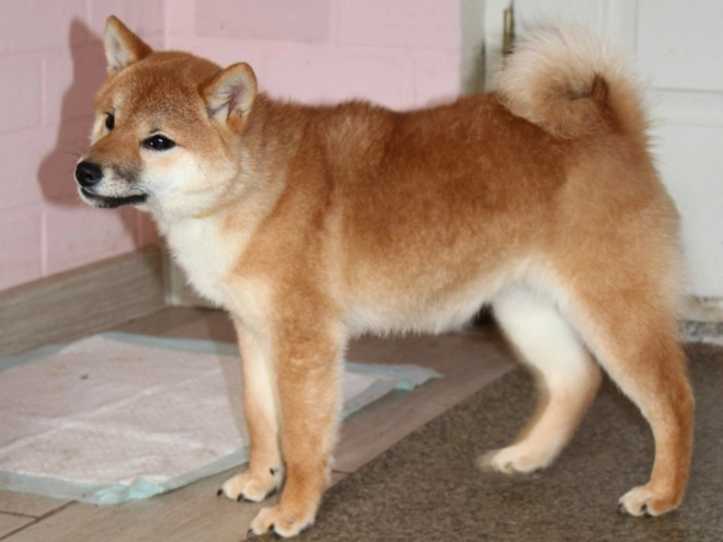 Shiba Inu puppy for sale