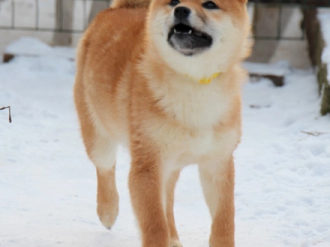 Shiba Inu puppy for sale