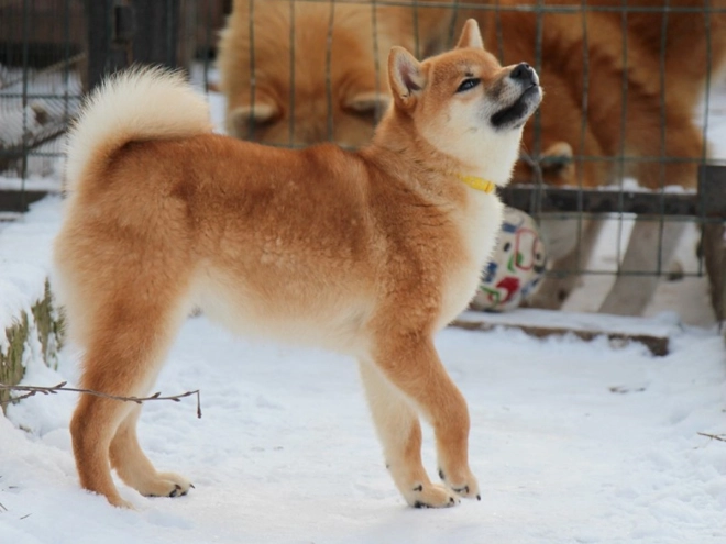 Shiba Inu puppy for sale