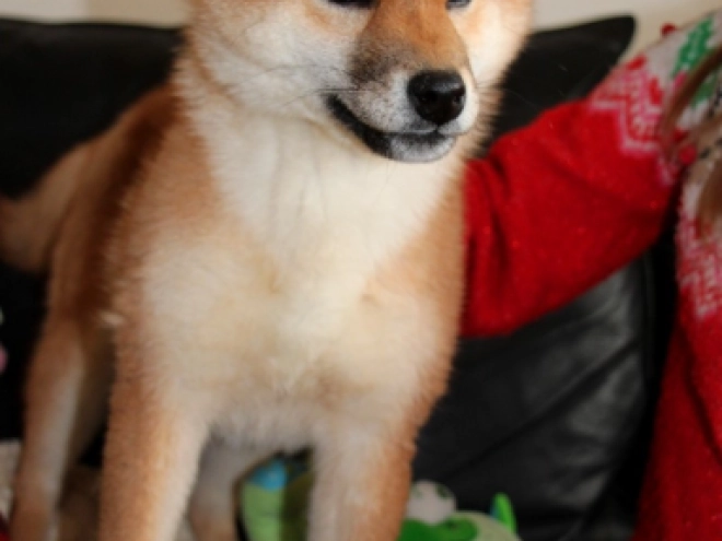 Shiba Inu puppy for sale