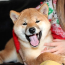 Shiba Inu puppy for sale