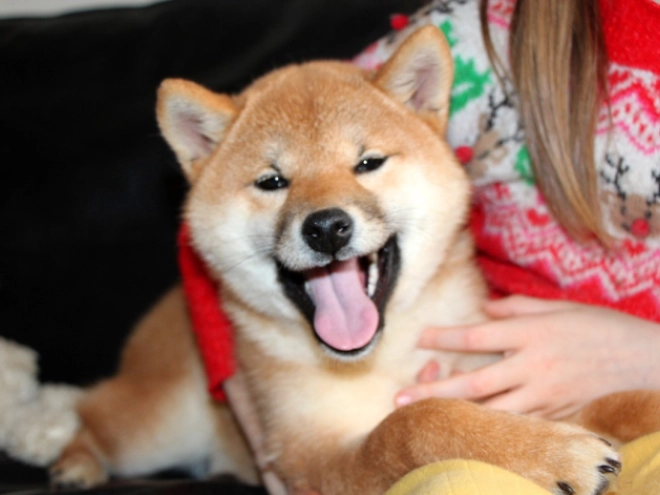 Shiba Inu puppy for sale