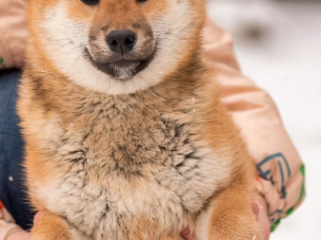 Shiba Inu puppy for sale
