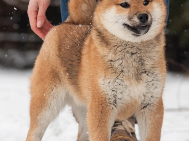 Shiba Inu puppy for sale