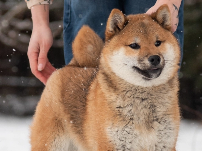Shiba Inu puppy for sale