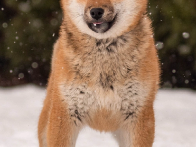 Shiba Inu puppy for sale