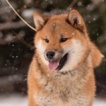 Perros Shiba Inu en venta