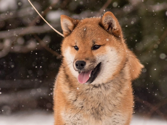Shiba Inu puppy for sale