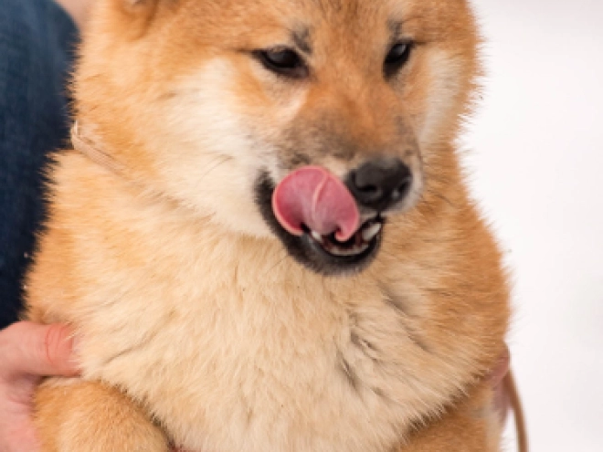 Shiba Inu Welpe zu verkaufen
