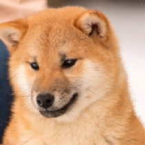Perros Shiba Inu en venta