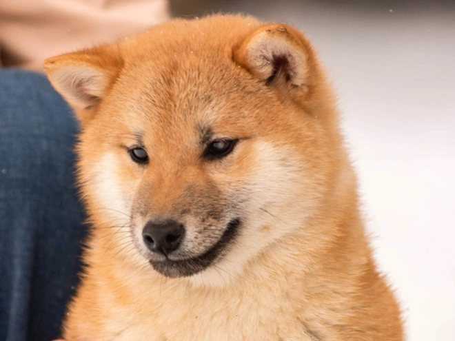 Shiba Inu Welpe zu verkaufen