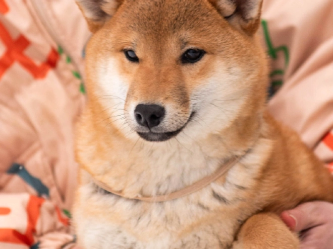 Perros Shiba Inu en venta
