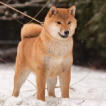 Perros Shiba Inu en venta