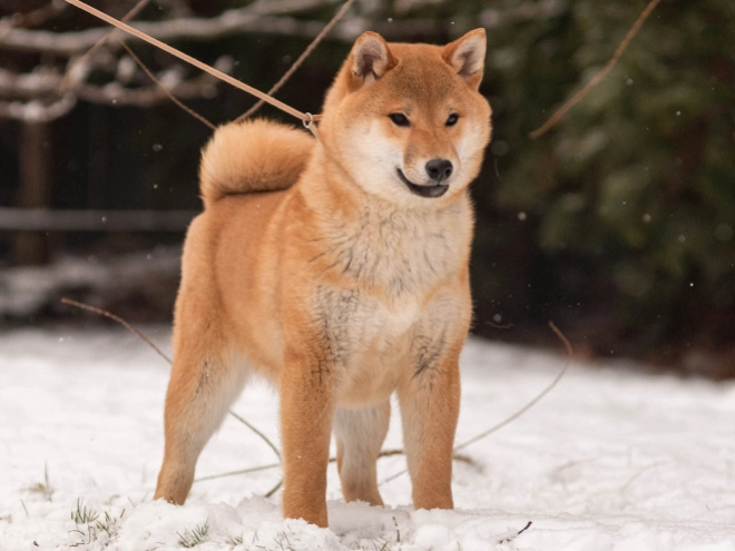 Perros Shiba Inu en venta